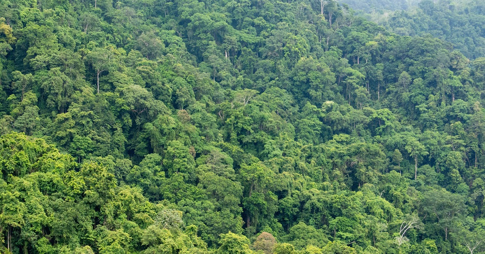 Forests - Goldman Environmental Prize